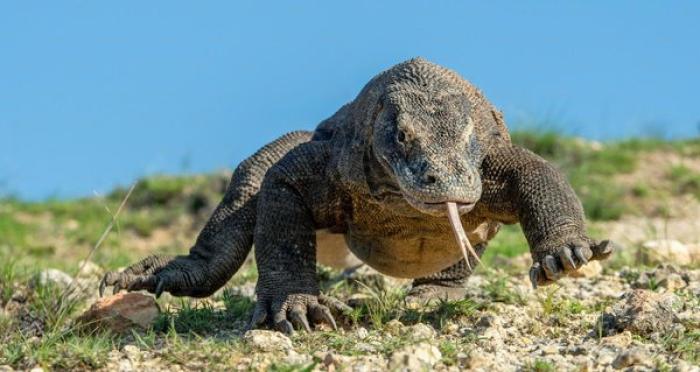 JOÃO GUERREIRO | 24 h sem água, a Previdência, os chuveiros e os dragões-de-komodo